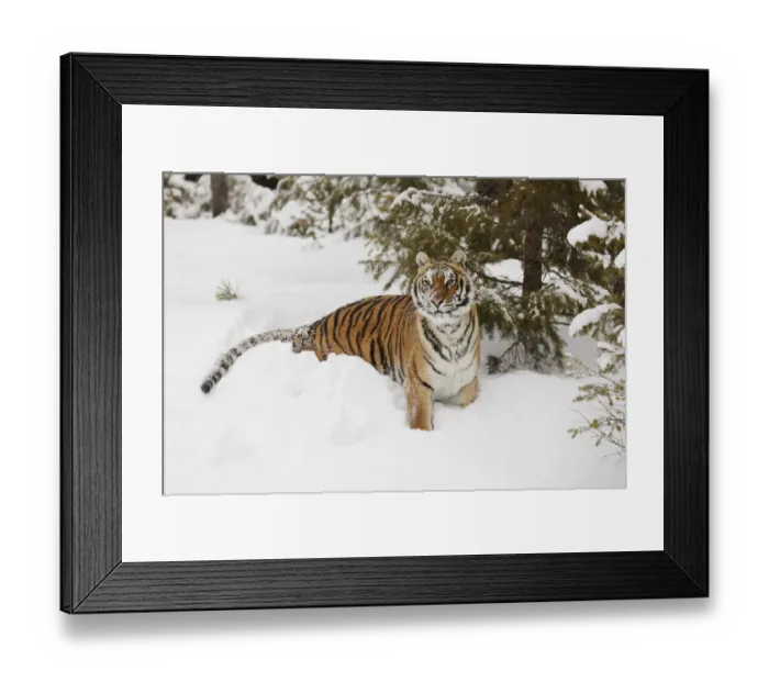 Framed Print : Siberian tiger in deep winter snow, Panthera tigris tigris, controlled situation, Montana Framed Print : Siberian tiger in deep winter snow, Panthera tigris tigris, controlled situation, Montana