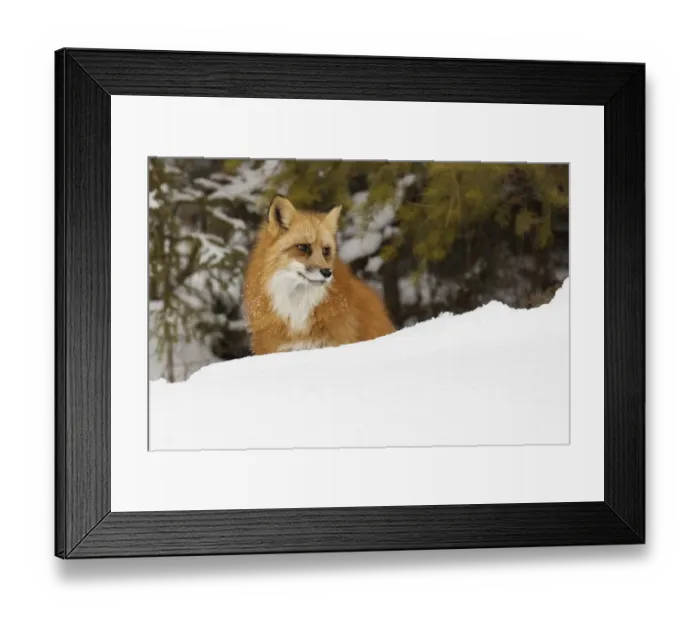 Framed Print : Red fox in deep winter snow, Vulpes vulpes, controlled situation, Montana