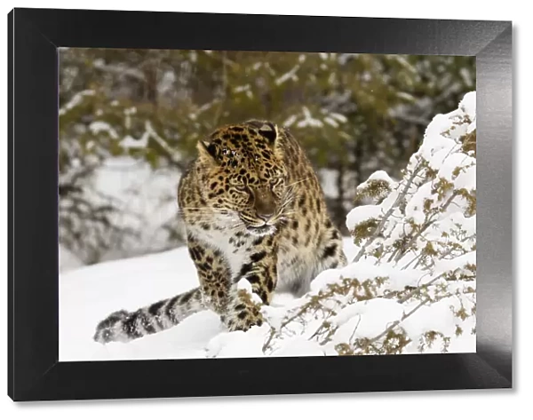 Amur leopard, Panthera pardus orientalis, controlled situation