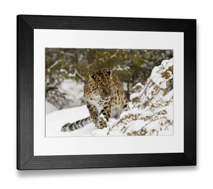 Framed Print : Amur leopard, Panthera pardus orientalis, controlled situation Framed Print : Amur leopard, Panthera pardus orientalis, controlled situation