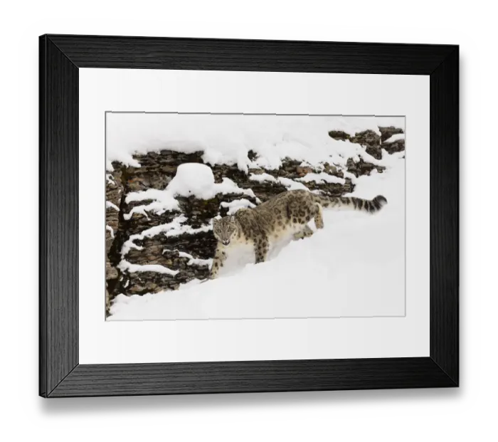 Framed Print : Snow leopard in winter snow, Panthera uncia, controlled situation Framed Print : Snow leopard in winter snow, Panthera uncia, controlled situation