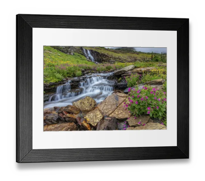 Framed Print : Alpine wildflowers along Oberlin Creek in Glacier National Park, Montana, USA Framed Print : Alpine wildflowers along Oberlin Creek in Glacier National Park, Montana, USA