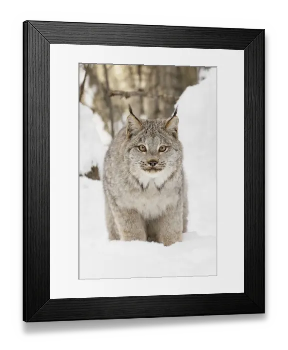 Framed Print : Canada lynx in winter, Lynx canadensis, controlled situation Framed Print : Canada lynx in winter, Lynx canadensis, controlled situation