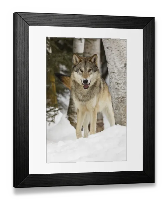 Framed Print : Tundra wolf, Canis lupus albus, in winter, controlled situation, Montana Framed Print : Tundra wolf, Canis lupus albus, in winter, controlled situation, Montana