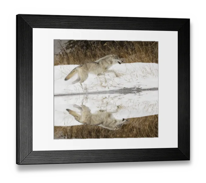Framed Print : Tundra wolf running, Canis lupus albus, in winter, controlled situation, Montana Framed Print : Tundra wolf running, Canis lupus albus, in winter, controlled situation, Montana