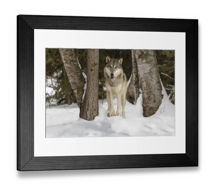 Framed Print : Tundra wolf, Canis lupus albus, in winter, controlled situation, Montana Framed Print : Tundra wolf, Canis lupus albus, in winter, controlled situation, Montana