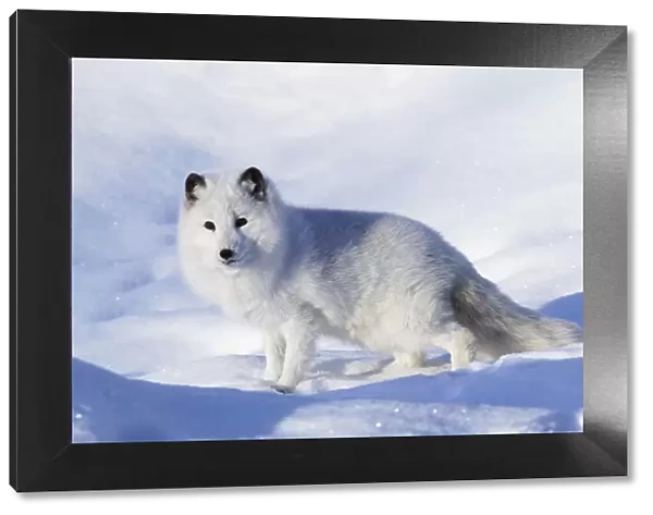 Arctic fox in winter, Vulpes lagopus, controlled situation