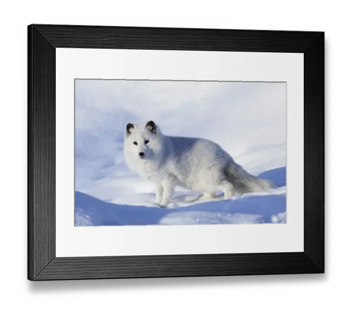 Framed Print : Arctic fox in winter, Vulpes lagopus, controlled situation Framed Print : Arctic fox in winter, Vulpes lagopus, controlled situation