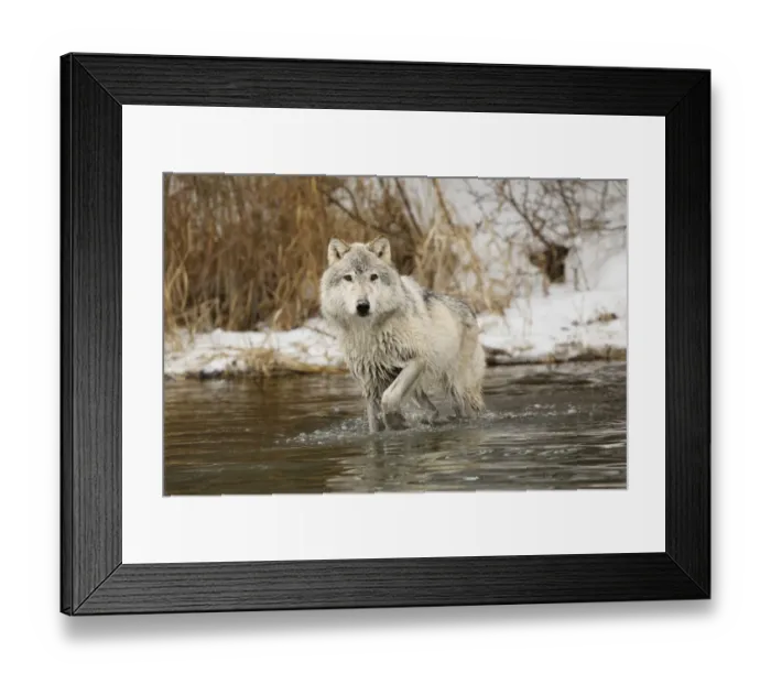 Framed Print : Tundra wolf, Canis lupus albus, in winter, controlled situation, Montana Framed Print : Tundra wolf, Canis lupus albus, in winter, controlled situation, Montana