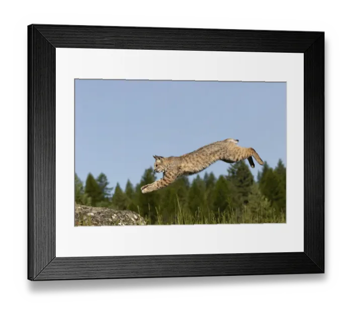 Framed Print : Bobcat jumping, Lynx Rufus Captive Framed Print : Bobcat jumping, Lynx Rufus Captive