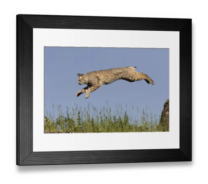 Framed Print : Bobcat jumping, Lynx Rufus Captive Framed Print : Bobcat jumping, Lynx Rufus Captive
