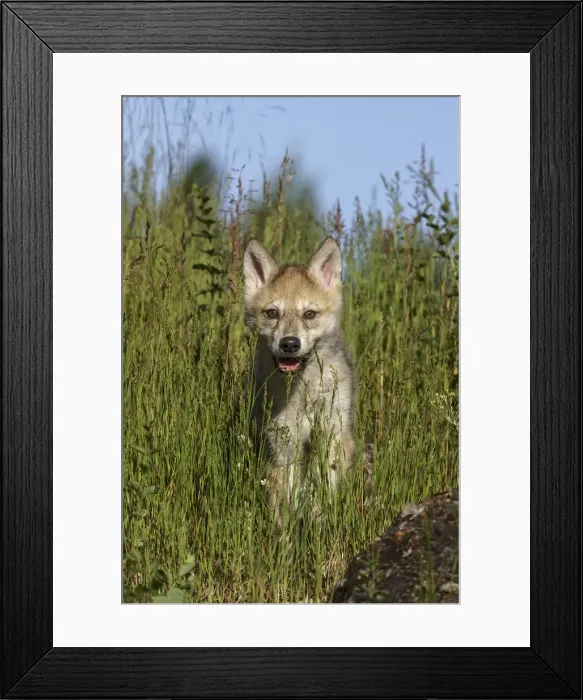 Framed Print : Wolf pup, Canis lupus, Captive Framed Print : Wolf pup, Canis lupus, Captive