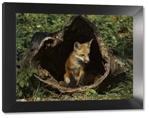 Red Fox kit, Vulpes Vulpes Captive