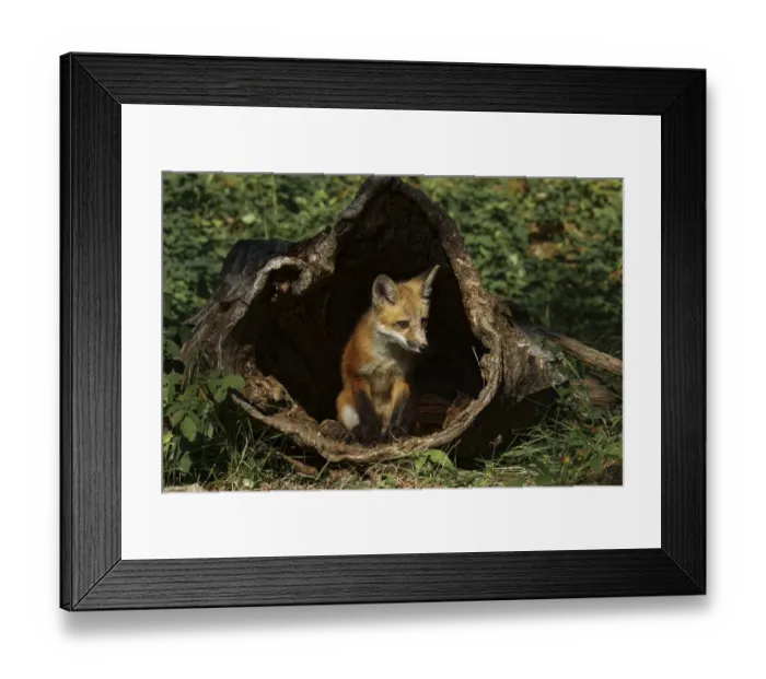 Framed Print : Red Fox kit, Vulpes Vulpes Captive Framed Print : Red Fox kit, Vulpes Vulpes Captive