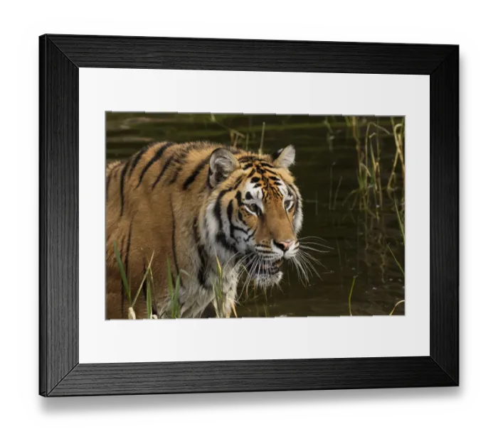 Framed Print : Siberian Tiger, Panthera tigris Altaic Captive