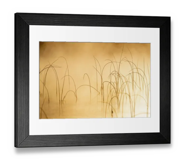 Framed Print : Icy reeds at sunrise on cold morning at Spencer Lake near Whitefish, Montana, USA Framed Print : Icy reeds at sunrise on cold morning at Spencer Lake near Whitefish, Montana, USA