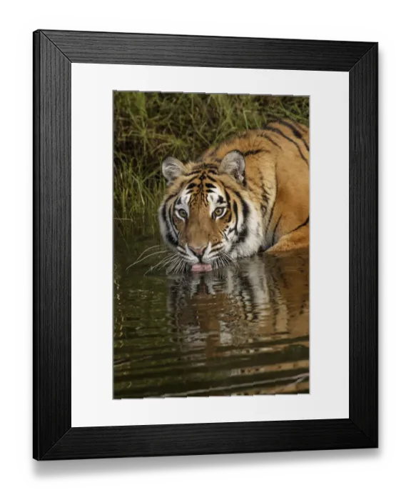 Framed Print : Siberian Tiger reflection while drinking, Panthera tigris Altaic Captive Framed Print : Siberian Tiger reflection while drinking, Panthera tigris Altaic Captive