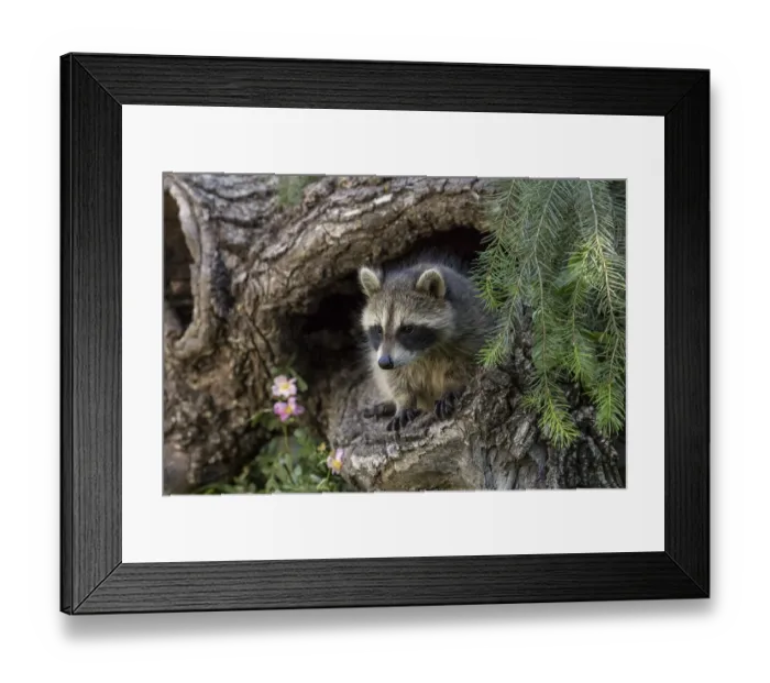 Framed Print : North American raccoon, in hollow log, Procyon lotor, Montana Framed Print : North American raccoon, in hollow log, Procyon lotor, Montana