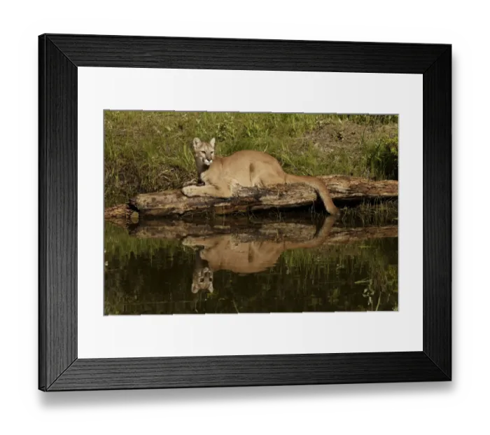 Framed Print : Mountain lion and reflection on pond, Kalispell, Montana controlled situation Puma Framed Print : Mountain lion and reflection on pond, Kalispell, Montana controlled situation Puma