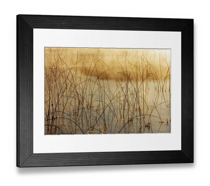 Framed Print : Icy reeds at sunrise on cold morning at Spencer Lake near Whitefish, Montana, USA