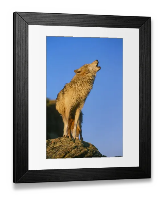 Framed Print : Howling Gray Wolf, Montana