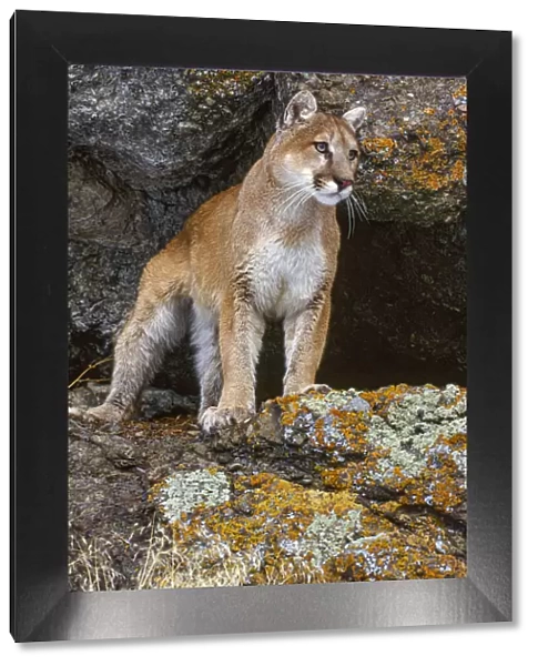 Captive Mountain Lion is perched on orange lichen covered cliff, Montana
