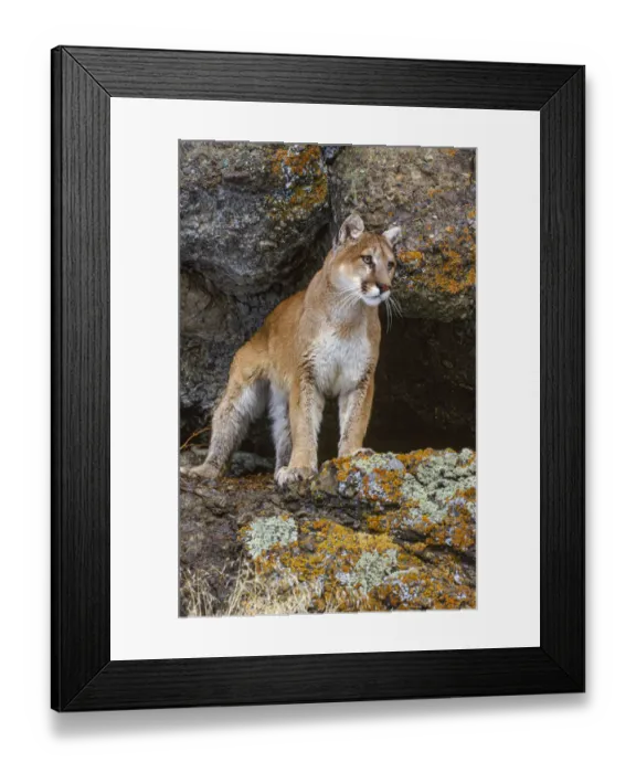 Framed Print : Captive Mountain Lion is perched on orange lichen covered cliff, Montana Framed Print : Captive Mountain Lion is perched on orange lichen covered cliff, Montana