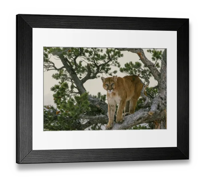 Framed Print : Captive Mountain Lion is perched on Evergreen tree, Montana