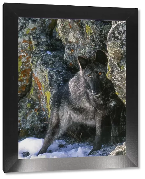 Portrait of Gray Wolf, Montana