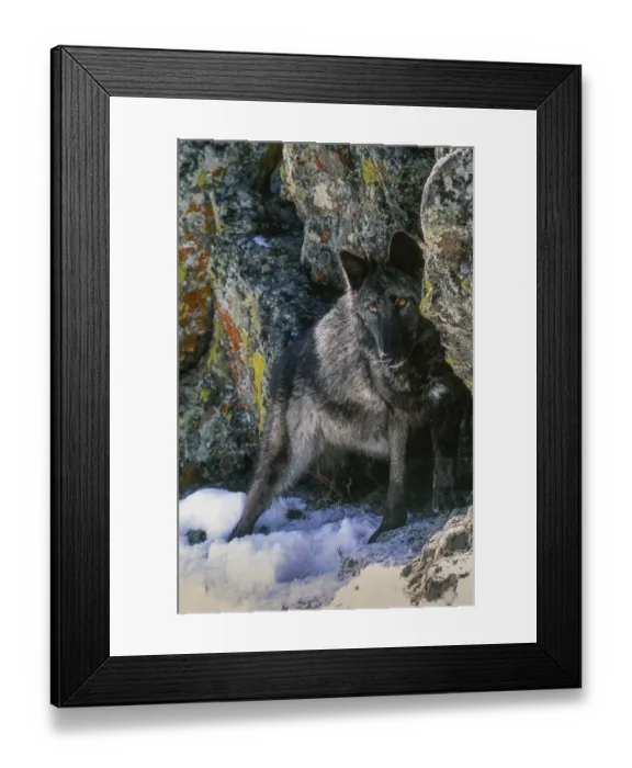 Framed Print : Portrait of Gray Wolf, Montana