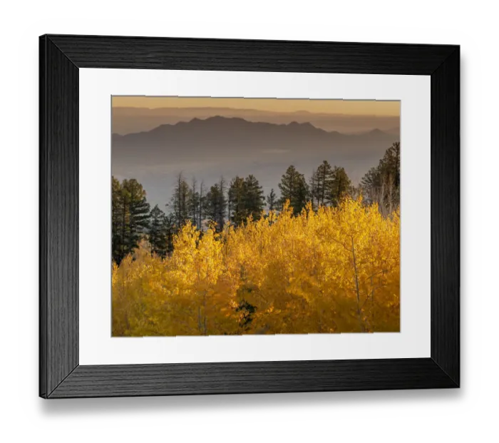 Framed Print : Quaking aspen fall leaf colors in the foreground looking east on the 10K Trail Framed Print : Quaking aspen fall leaf colors in the foreground looking east on the 10K Trail