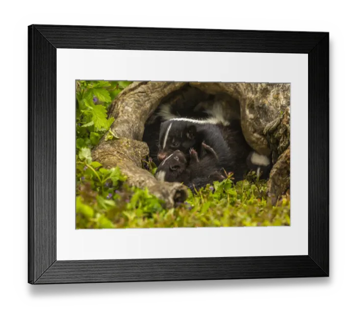 Framed Print : USA, Minnesota, striped skunk, mother and kit in log, captive Framed Print : USA, Minnesota, striped skunk, mother and kit in log, captive