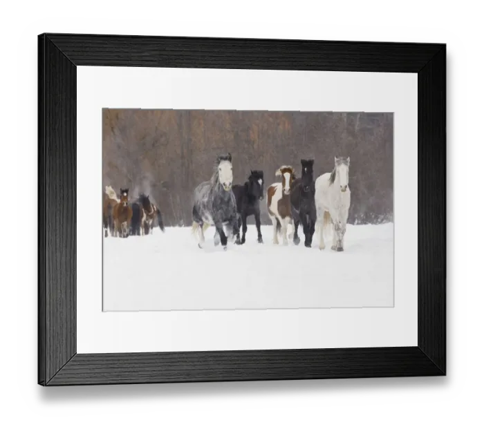 Framed Print : Rodeo horses running during winter roundup, Kalispell, Montana Framed Print : Rodeo horses running during winter roundup, Kalispell, Montana