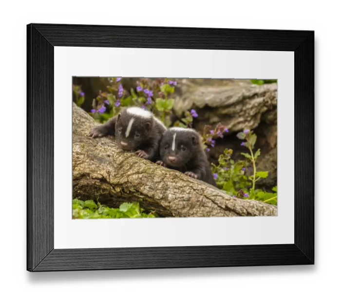 Framed Print : USA, Minnesota, Pine County. Striped skunk kits on log. Credit as