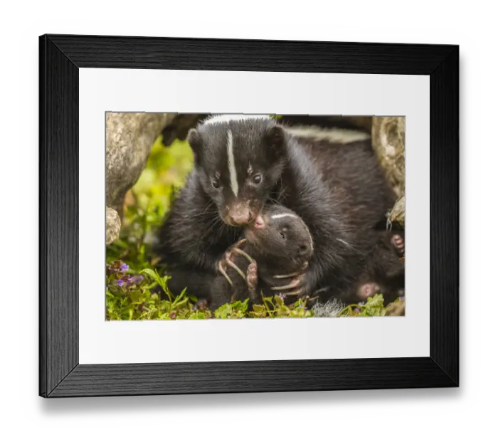 Framed Print : USA, Minnesota, striped skunk, mother and kit in log, captive Framed Print : USA, Minnesota, striped skunk, mother and kit in log, captive