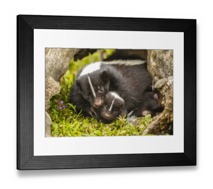 Framed Print : USA, Minnesota, striped skunk, mother and kit in log, captive Framed Print : USA, Minnesota, striped skunk, mother and kit in log, captive