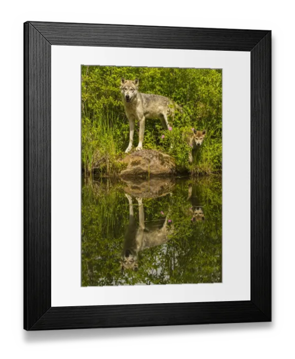 Framed Print : USA, Minnesota, Pine County. Wolf and pup reflect in pond Framed Print : USA, Minnesota, Pine County. Wolf and pup reflect in pond