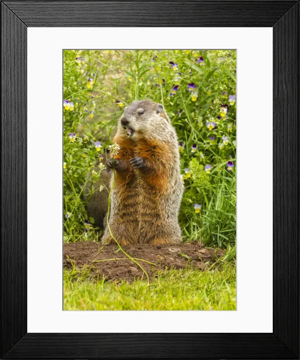Framed Print : USA, Minnesota, woodchuck eating, captive
