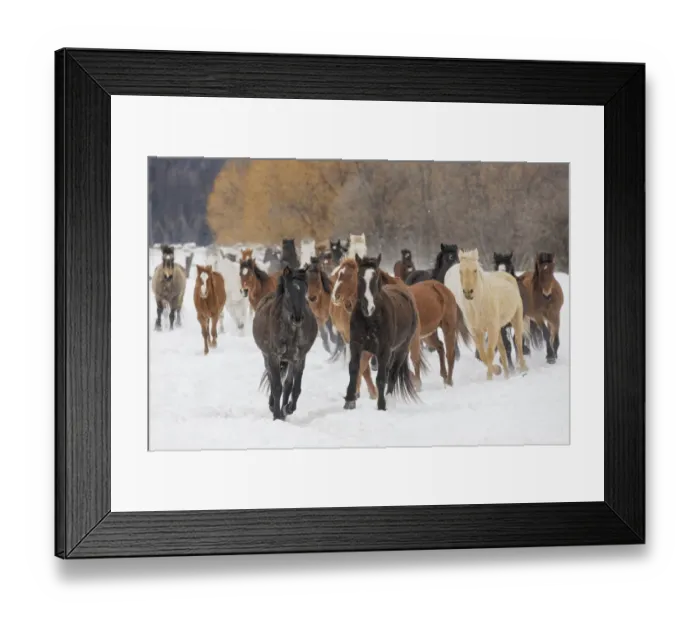 Framed Print : Rodeo horses running during winter roundup, Kalispell, Montana Framed Print : Rodeo horses running during winter roundup, Kalispell, Montana