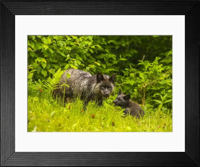 Framed Print : USA, Minnesota, red fox, adult and pup, captive, black morph