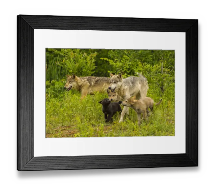 Framed Print : USA, Minnesota, Pine County. Adult wolves and pups. Credit as Framed Print : USA, Minnesota, Pine County. Adult wolves and pups. Credit as