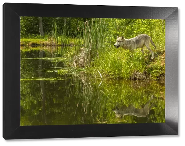 USA, Minnesota, Pine County. Wolf reflects in pond. Credit as