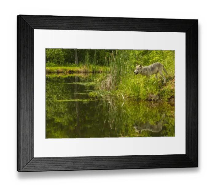 Framed Print : USA, Minnesota, Pine County. Wolf reflects in pond. Credit as