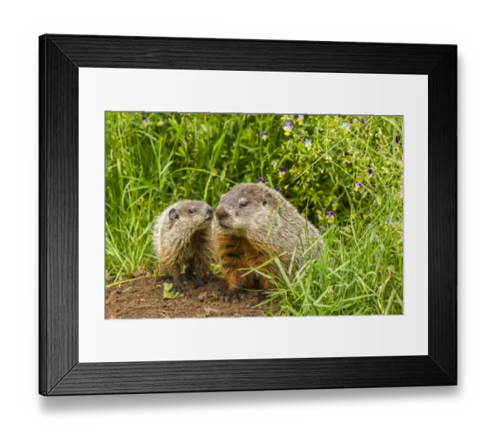 Framed Print : USA, Minnesota, Pine County. Adult woodchuck and kits. Credit as