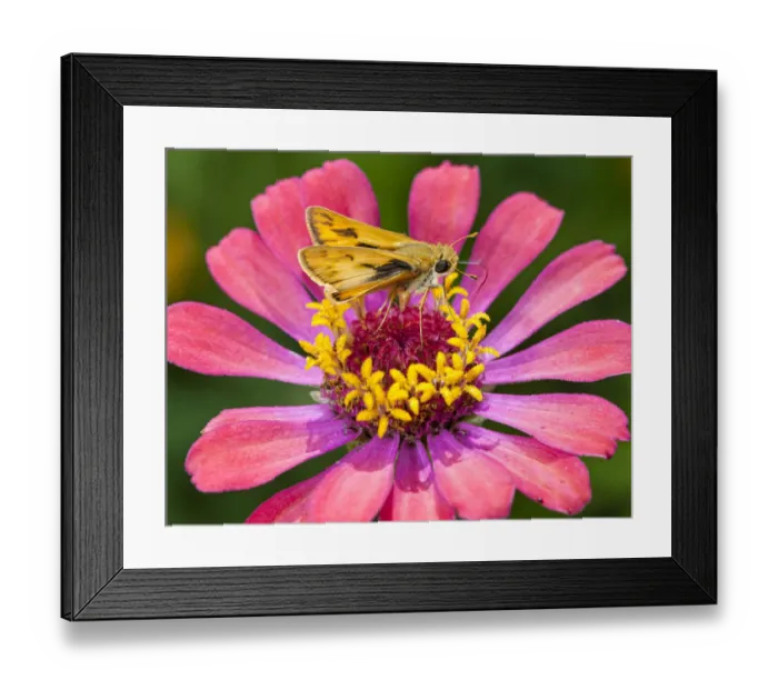Framed Print : A skipper lands on a zinnia flower Framed Print : A skipper lands on a zinnia flower