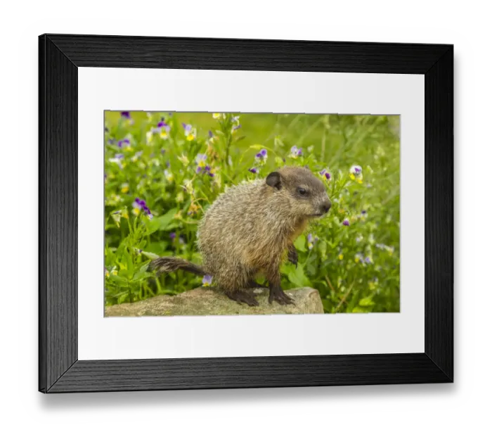 Framed Print : USA, Minnesota, woodchuck kit, captive Framed Print : USA, Minnesota, woodchuck kit, captive
