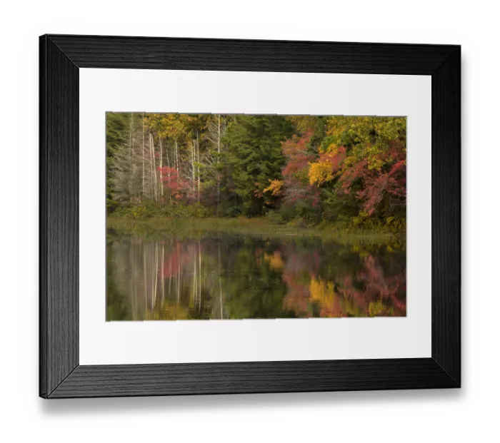 Framed Print : USA, New Jersey, Wharton State Forest. Lake and forest in autumn Framed Print : USA, New Jersey, Wharton State Forest. Lake and forest in autumn
