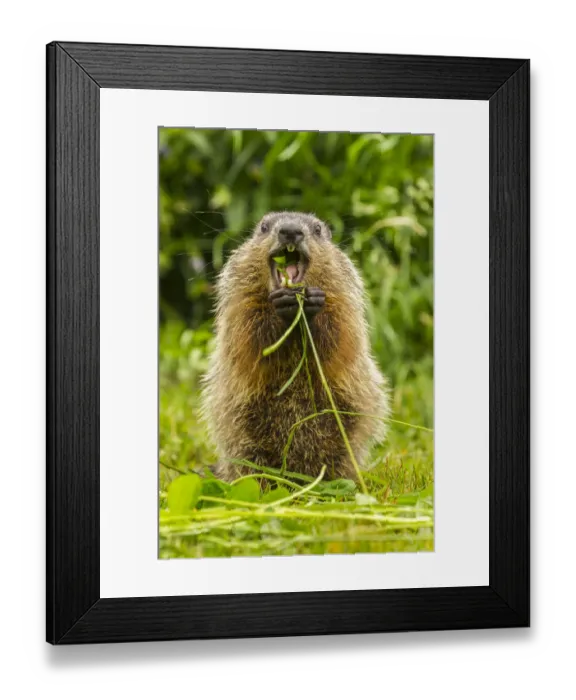 Framed Print : USA, Minnesota, woodchuck, eating, teeth, captive Framed Print : USA, Minnesota, woodchuck, eating, teeth, captive