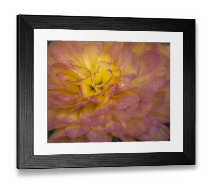 Framed Print : USA, New Jersey, Rio Grande. Mum flower close-up. Credit as