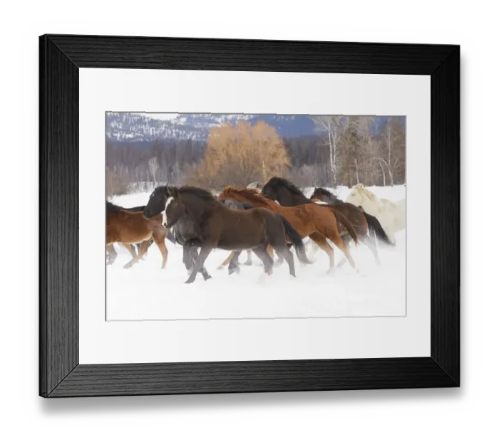 Framed Print : Rodeo horses running during winter roundup, Kalispell, Montana